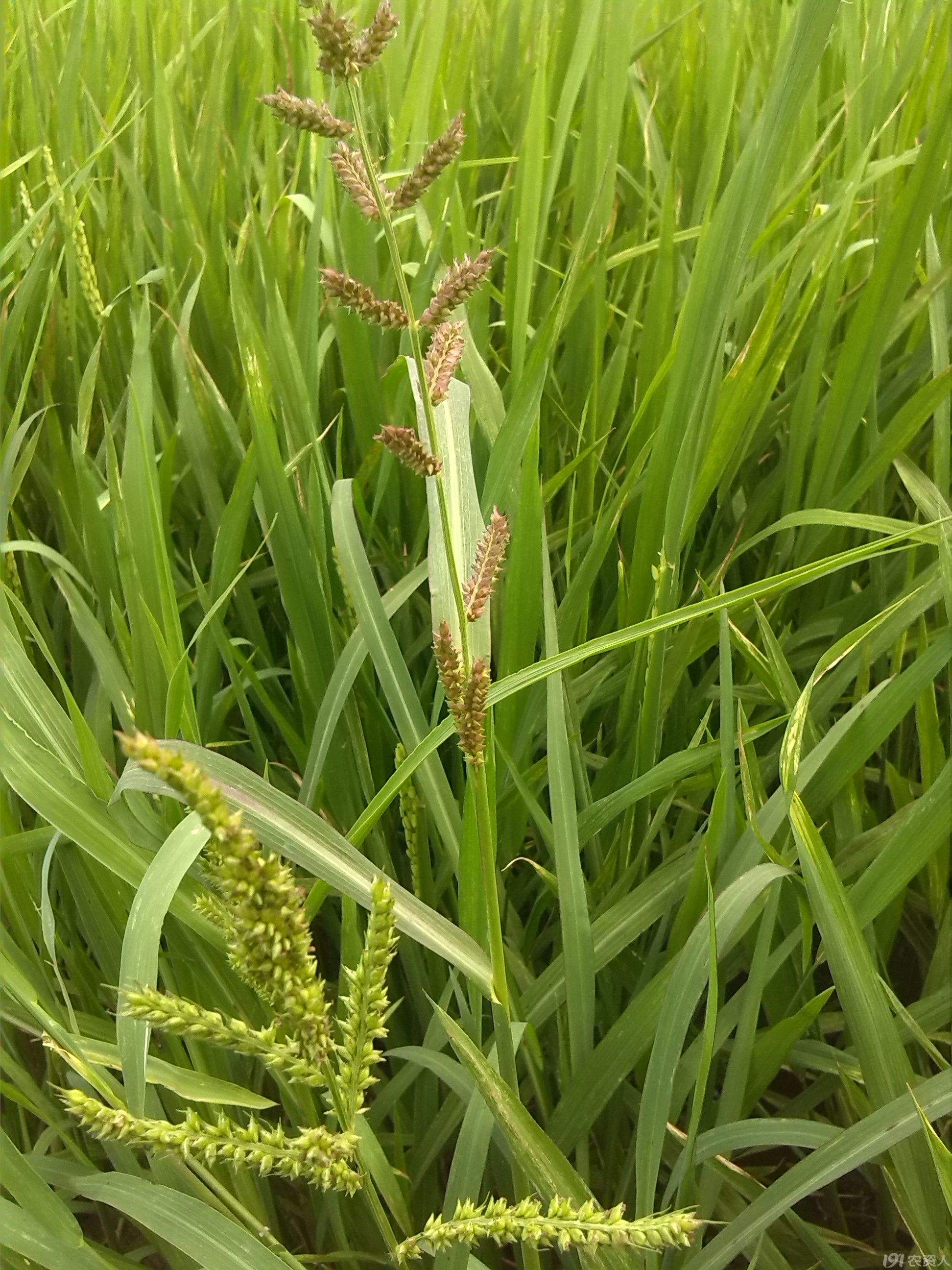  除草剂